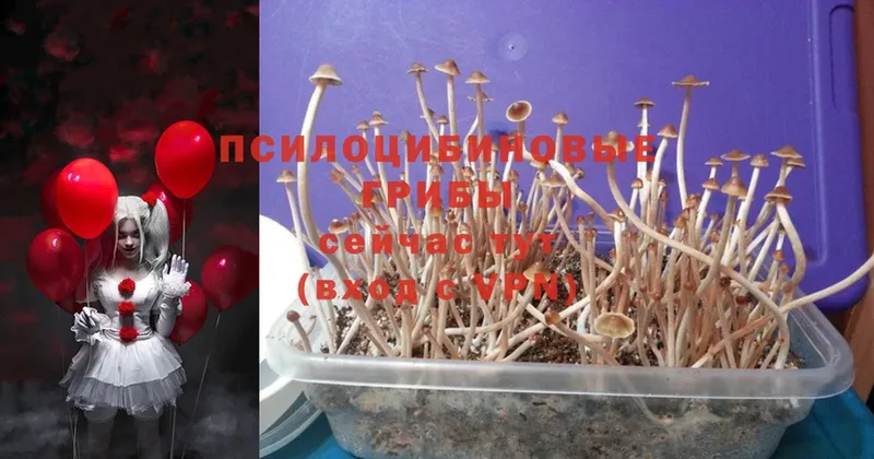 Галлюциногенные грибы Psilocybe  Межгорье 